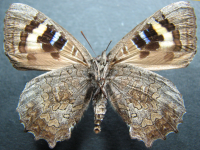 Adult Female Under of Small Bronze Azure - Ogyris otanes